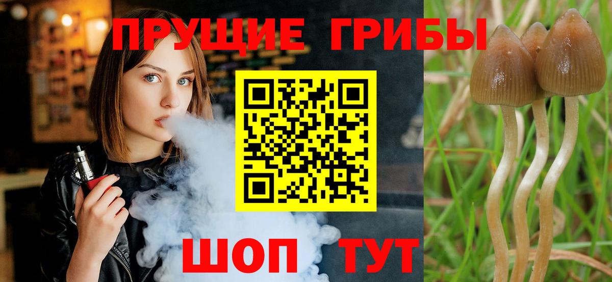 Балтийск  сколько стоит  Псилоцибиновые грибы Psilocybe  Вход с VPN  Псилоцибиновые грибы прущие грибы 